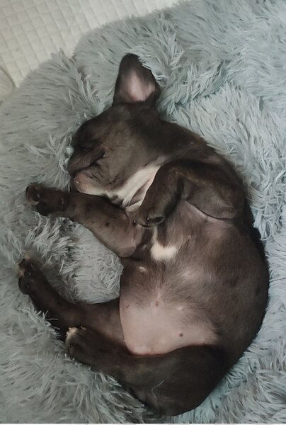 Bulldog francez fetita