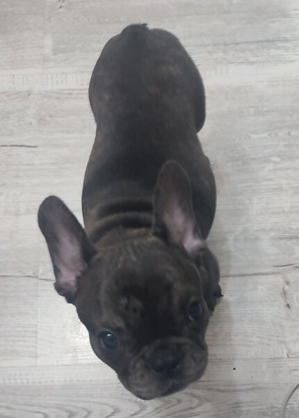 Bulldog francez fetita