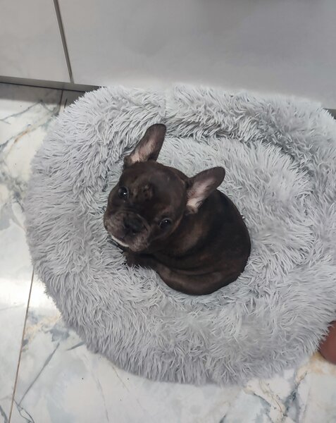 Bulldog francez fetita