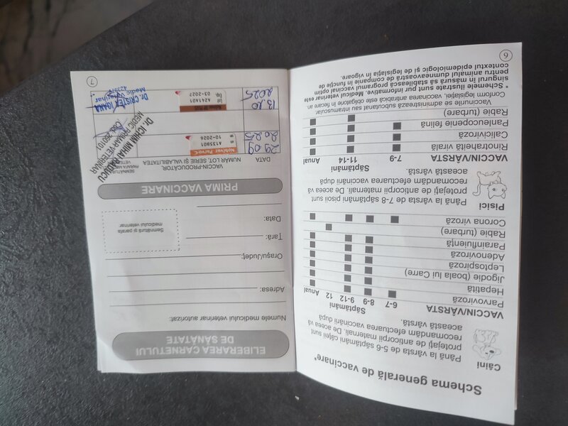 Bulldog francez fetita